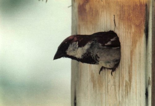 Male house sparrow emerging from nest box